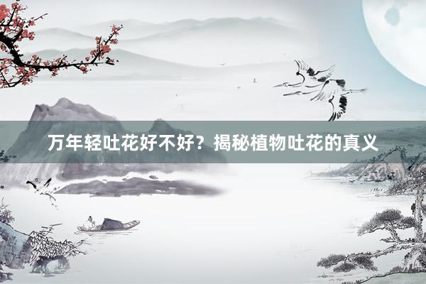 万年轻吐花好不好？揭秘植物吐花的真义